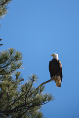 american bald eagle perched on a tree branch on a sunny day