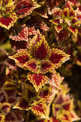 Coleus plant with vivid red and yellow variegated leaves - Coloful texture in nature