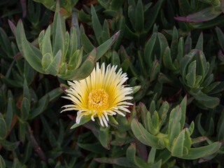 Yellow Carpobrotus flower among a dark background of green succulent leaves 