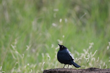 Black bird sitting on a tree stump 