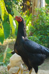 Black Chicken On The Grass