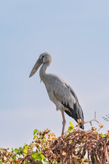 an openbill stork stand still on top of the tree