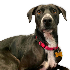 Alert Black Lab Mix..
