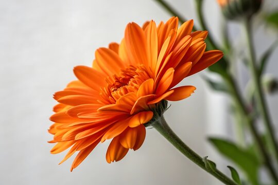 Orange dahlia and gerber daisy flowers bloom beautifully in the summer garden, their vibrant petals a burst of color in nature's floral beauty