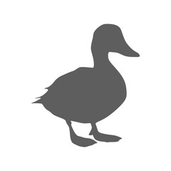 Duck vector silhouette on transparent background