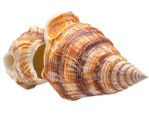 Obraz premium Detailed Spiral Seashell with Brown and Beige Stripes on Transparent Background, PNG
