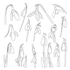 Vector snowdrops set. Vector hand-drawn illustration in line art style. Perfect for your projects, cards, print, decor, patterns