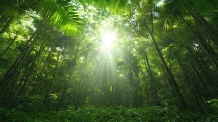 Obraz premium Bright sunlight filters through lush tropical forest canopy, creating serene atmosphere