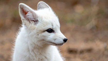 Naklejka premium a small white fox with a big ear and a brown background