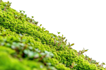 Close-up view of vibrant moss and small plants