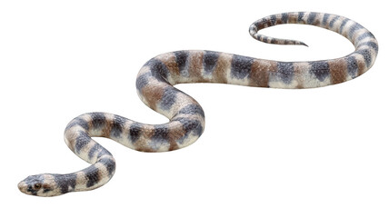 Detailed Sea Snake Close-Up on White Transparent Background