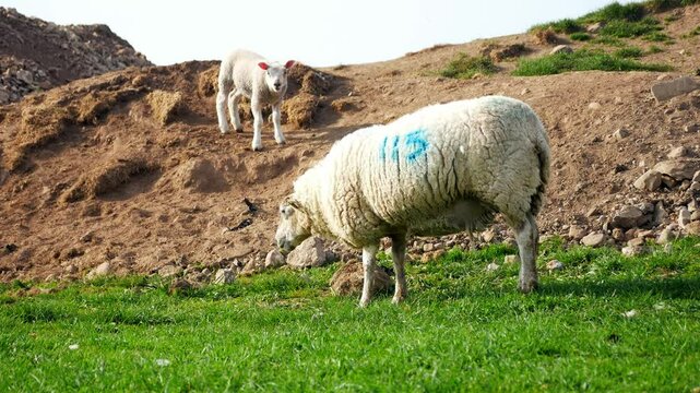 Sheep and lamb with identification number standing panting in hot sunny farm meadow grazing
