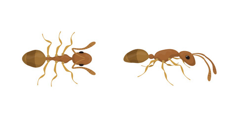Two brown ants crawling from different points of view