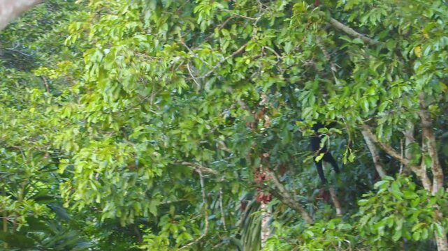 Black spider monkey takes a daring leap between rainforest branches deep in Peru&rsquo;s Amazon.