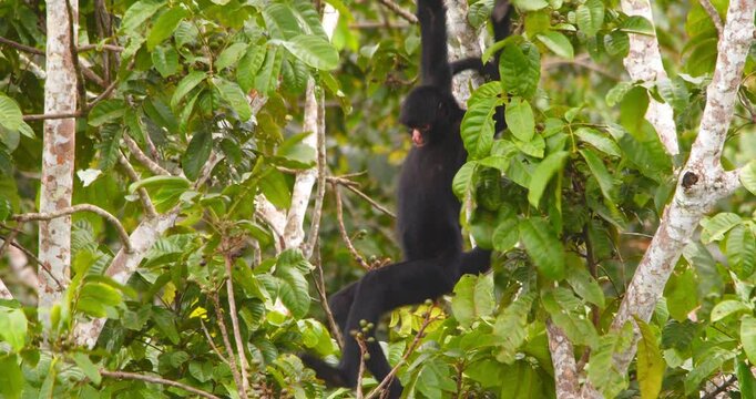 A spider monkey enjoys breakfast in the treetops, swinging and eating in Peru&rsquo;s lush rainforest.