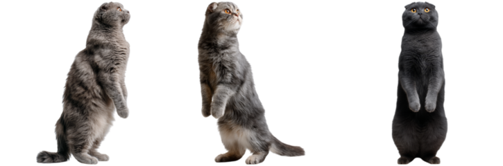 These playful cats display their curiosity and lively personality while standing upright, highlighting their distinct fur patterns and features