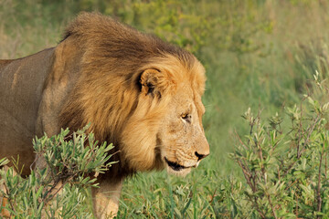 Portrait of a big male African lion (Panthera leo), Madikwe game reserve, South Africa.