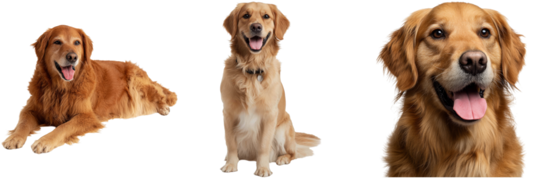 Golden retriever features a playful and joyful demeanor, showcasing its beauty in multiple poses while lying down and standing upright, ideal for diverse uses