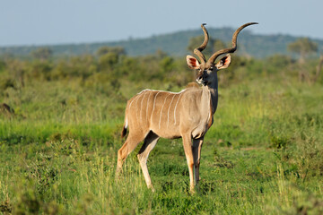 A male kudu antelope (Tragelaphus strepsiceros) in natural habitat, Madikwe game reserve, South Africa.