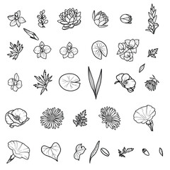 Fototapeta premium Birth flower Element Bundle