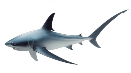Realistic Thresher Shark Isolated on White Transparent Background