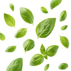 Fototapeta premium green leaves isolated 