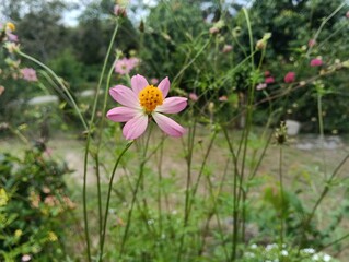 the King&rsquo;s salad or wild Cosmos (Cosmos caudatus)  flowers close up. photo taken in malaysia