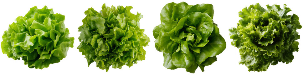Obraz premium Vibrant green lettuce heads of different varieties are displayed, showcasing their texture and color, ideal for salads, garnishes, and healthy meals