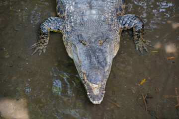 Crocodile Partially Submerged in Murky Water