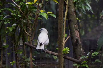 Jalak Bali or Bali Starling Perched on Branch in Tropical Forest