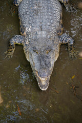 Crocodile Partially Submerged in Murky Water