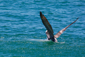 Pelican bird hunting at the Ocean shore line in Caribbean sea