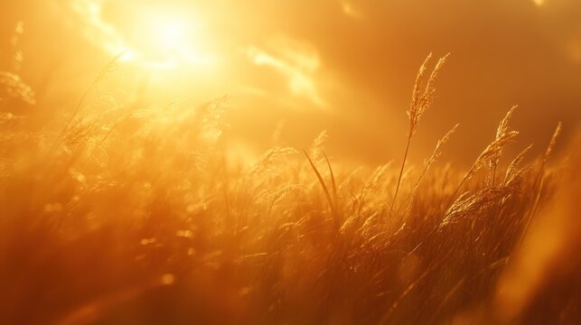 Golden hour sunlight on tall grass field