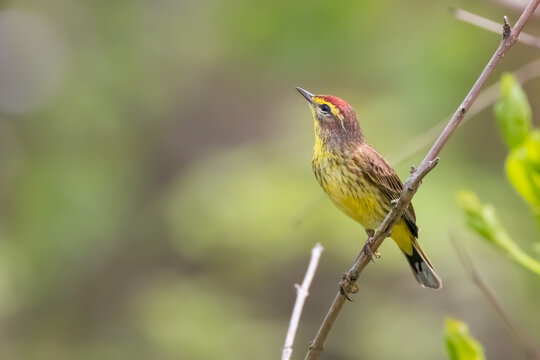 Close up view of beautiful Palm warbler bird in Magee Marsh Wildlife Area, Ohio May migration.
