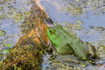 Close up shot of large Frog in the mossy lake by the log