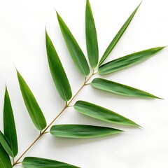 Obraz premium green bamboo leaves