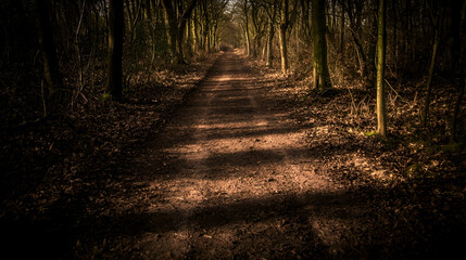 Obraz premium Sunlit path through autumn woods, peaceful nature scene, ideal for travel or relaxation