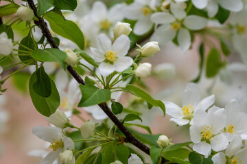 Beautiful white flowers on the branches close-up. Blooming cherry. Spring.