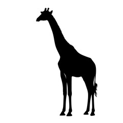 giraffe vector illustration