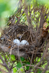 Nest with eggs. Nature concept. High quality photo