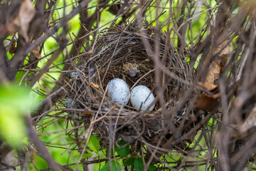 Nest with eggs. Nature concept. High quality photo