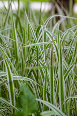 Close up of fresh green grass. Summer concept. High quality photo