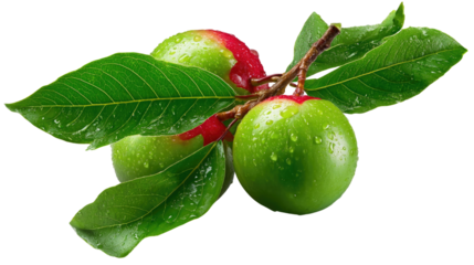 Juicy Apple Branch: A close-up shot of fresh, vibrant green apples, glistening with droplets, still attached to their branch adorned with verdant leaves, epitomizing health and vitality.
