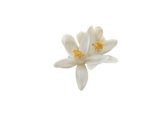 Orange blossom flowers and buds isolated transparent png