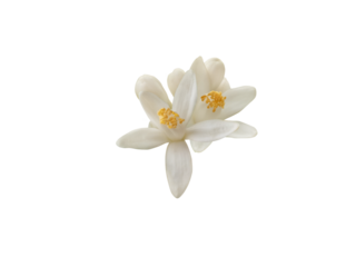 Orange blossom flowers and buds isolated transparent png