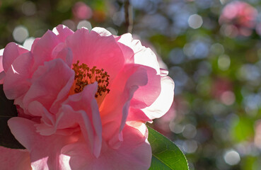 Pink camellia flower in the back lit. Flowering garden wallpaper. Natural aesthetic background.