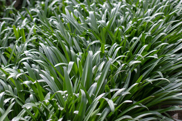 Green curved lianear plant leaves in the garden. Green lush foliage of groundcover plant. Spring...