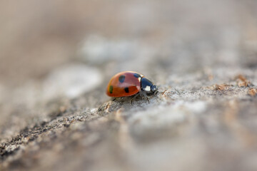 Close-Up of a Ladybug Crawling on Tree Bark in Natural Setting
