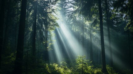 Obraz premium Sunlight Filters Through a Dense Forest, Creating a Serene Atmosphere During Early Morning Hours With Soft Rays Illuminating the Foliage