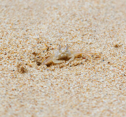 A crab is sitting in the sand on a beach